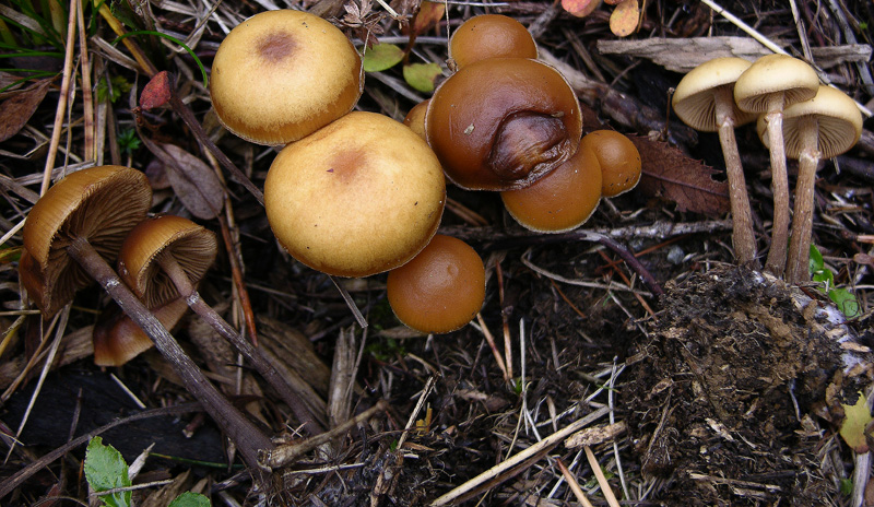 Galerina da determinare n�7.